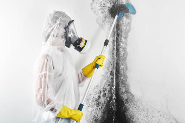 Best Biohazard Mold Removal  in Paia, HI