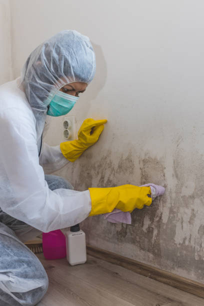 Best Industrial Mold Remediation  in Paia, HI