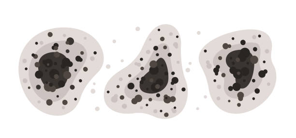 Best Air Quality Testing for Mold Spores  in Paia, HI