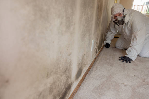 Best Attic Mold Removal  in Paia, HI
